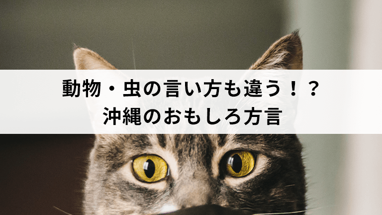 動物・虫の言い方も違う！？沖縄のおもしろ方言